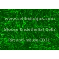 C57BL/6 Mouse Primary Mammary Microvascular Endothelial Cells